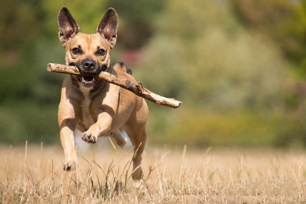 Prefeitura inicia adestramento de cães para adoção no Canil