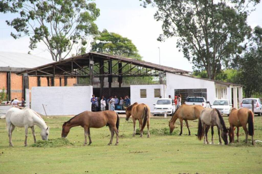 Hospedaria dispõe de oito equinos prontos para doação