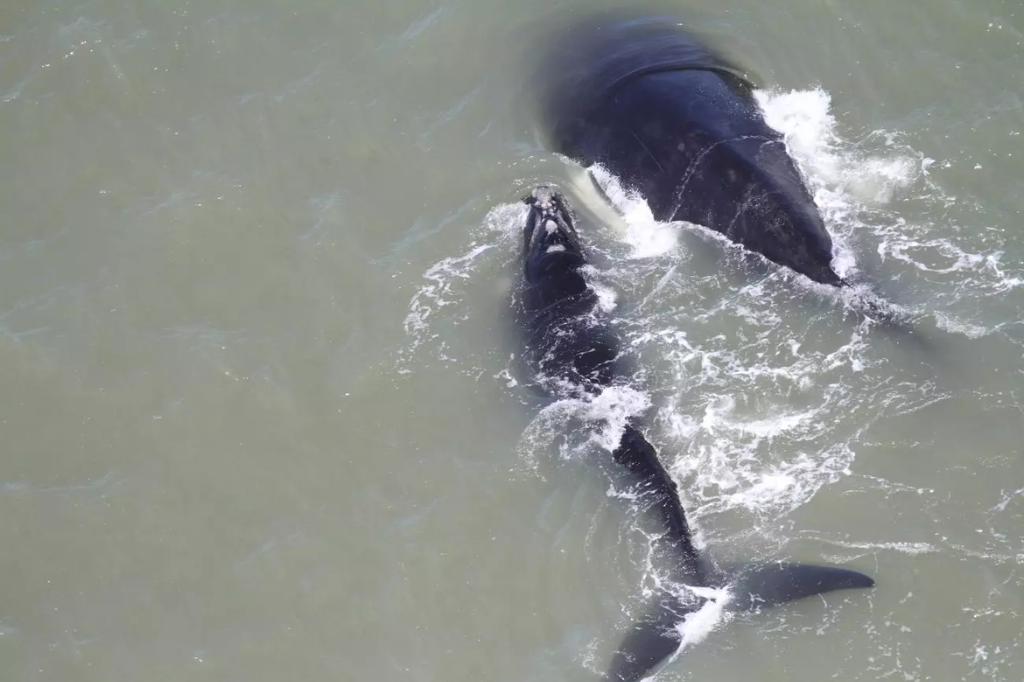 ‘Gigantes da espécie’: imagens aéreas mostram baleias-francas no litoral Sul de SC