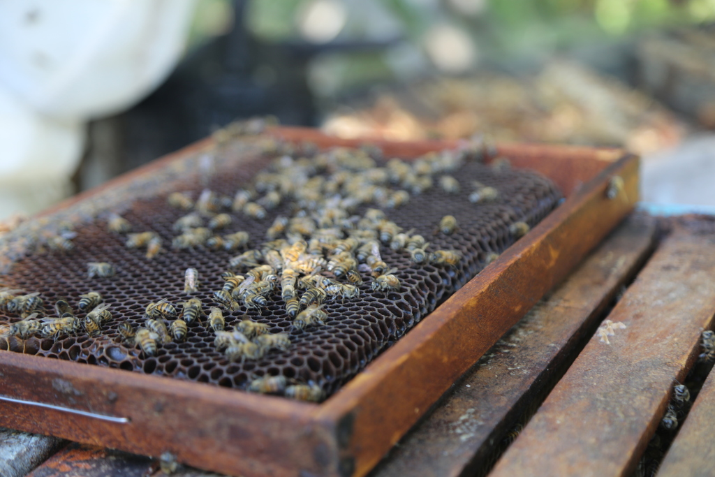 título imagem UFSM sedia simpósio de apicultura e meliponicultura nesta sexta-feira e sábado