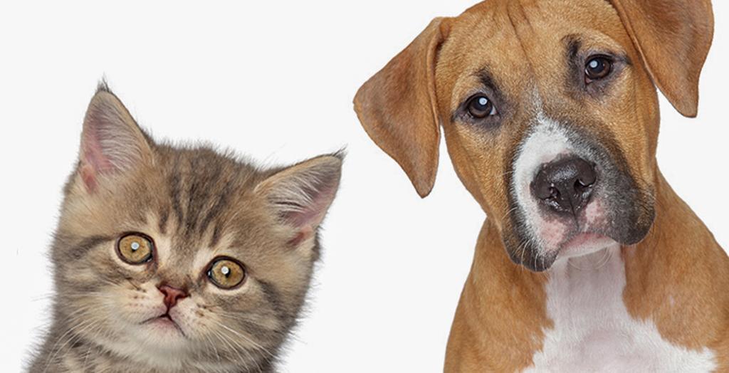 PREFEITURA DE TORRES REALIZA MAIS UMA EDIÇÃO DE CASTRAÇÃO DE CÃES E GATOS