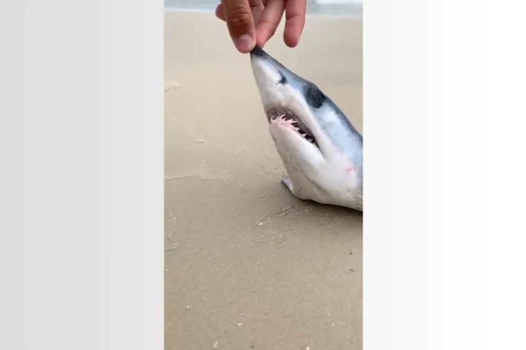  - Cabeça de tubarão mako é encontrada em praia de Florianópolis — Foto: Reprodução/Lucas Valmor