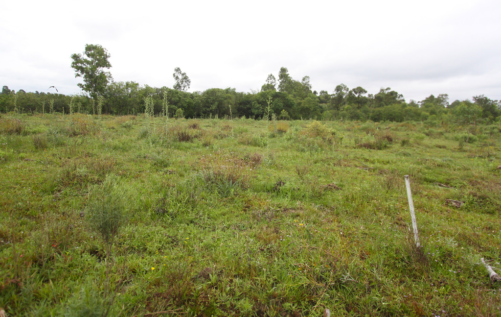 Foto: Carlos Queiroz - DP - Área para onde construção é prometida tem árvores e passa por estágio de estudos ambientais