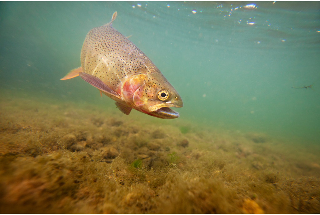 Desafio da Epagri é ampliar produção de peixes na Serra