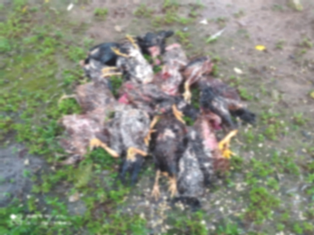 Cachorros invadem propriedade e matam várias galinhas em Santa Terezinha