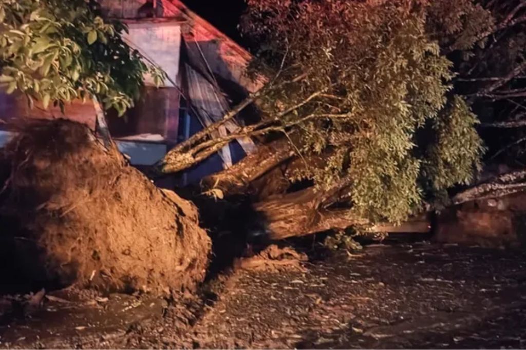  - Queda de árvore em Maravilha, no Oeste, nesta manhã de quinta-feira — Foto: Defesa Civil de Santa Catarina