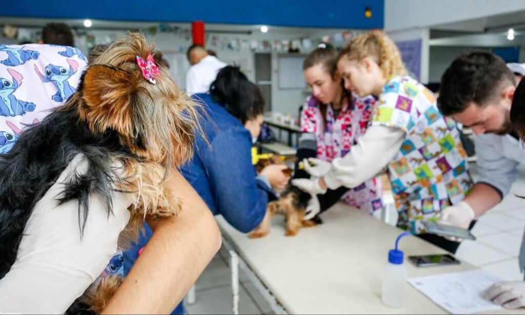 Mutirão de microchipagem de animais domésticos acontece neste sábado em Joinville