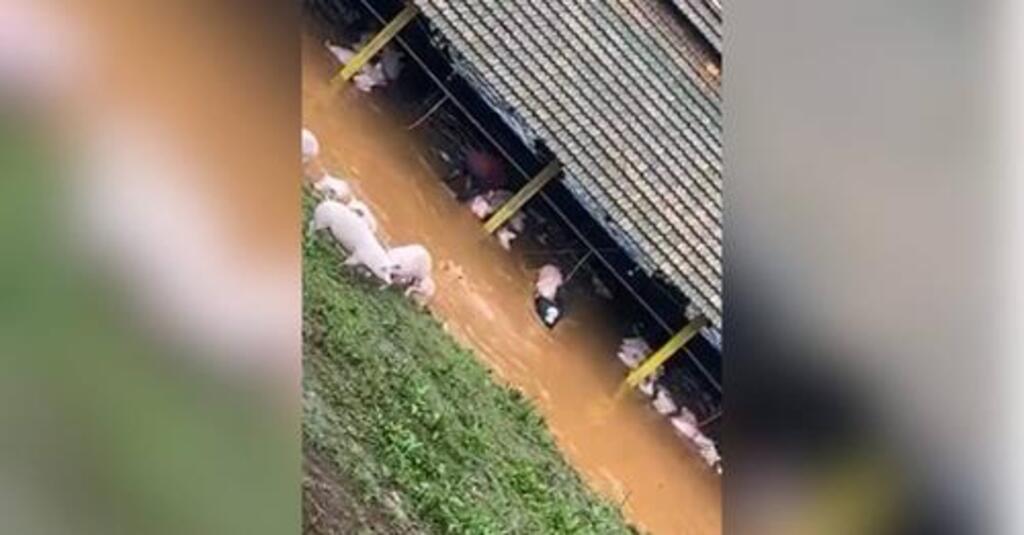 Funcionários tentam salvar porcos durante inundação em granja de SC