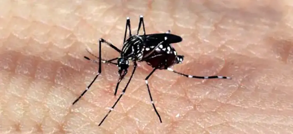 Domingo é o Dia Nacional de Combate ao Aedes Aegypti