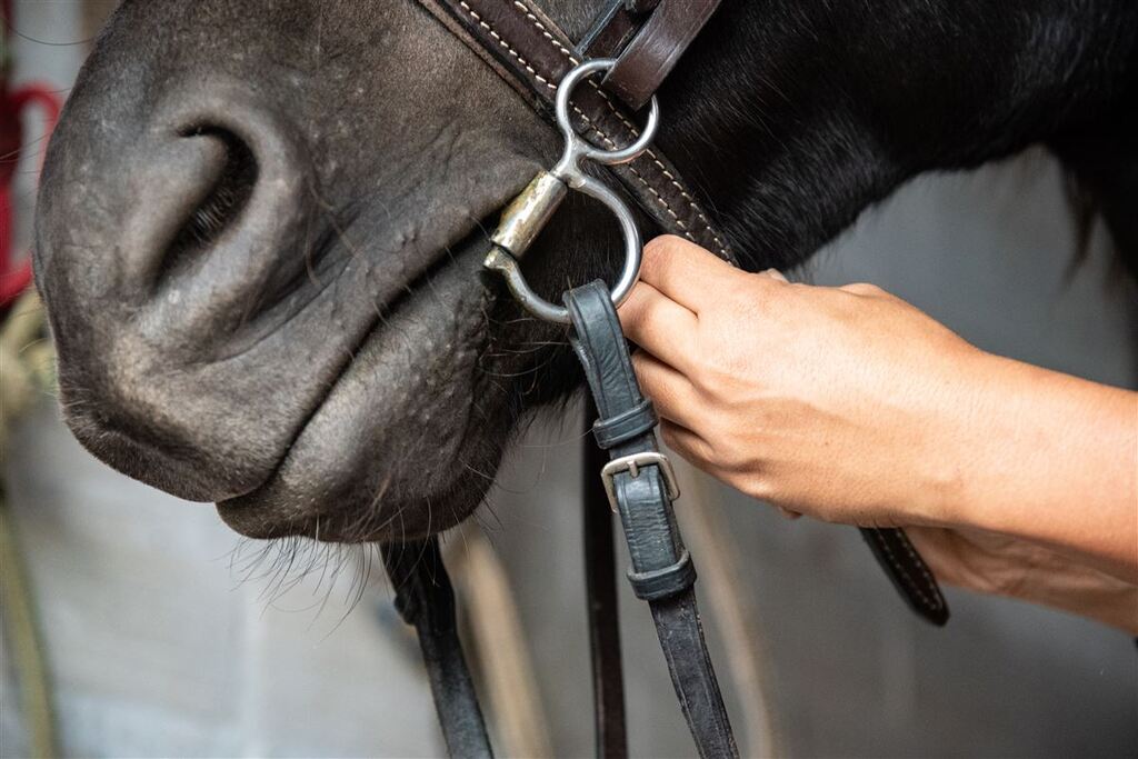Cavalo com sinais de maus-tratos é resgatado e levado para  instituto de bem-estar animal