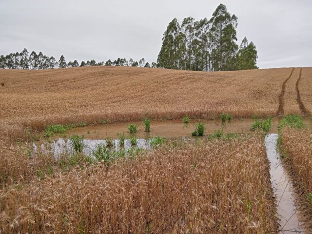 Divulgação / Epagri - Além de afetar a produção, o excesso de chuvas em outubro também comprometeu a qualidade do grão catarinense