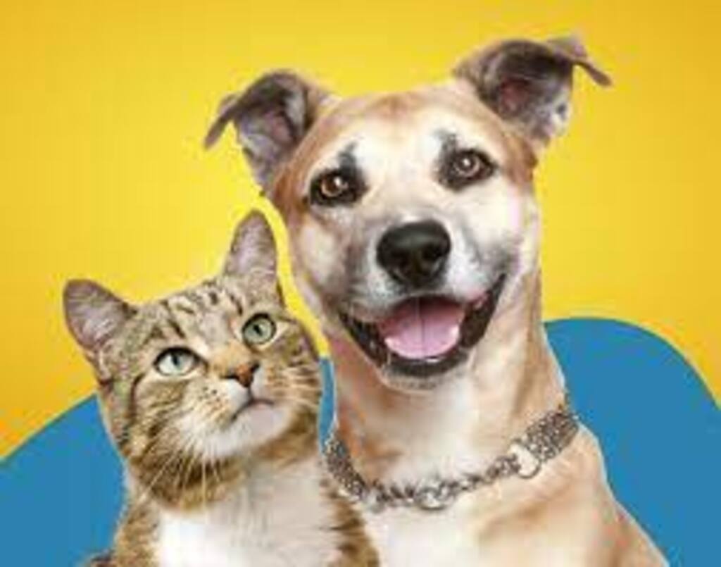 DEVIDO A AUSÊNCIA DOS TUTORES NAS DATAS AGENDADAS, MUTIRÃO DE CASTRAÇÃO DE CÃES E GATOS REABRE 200 VAGAS EM TORRES