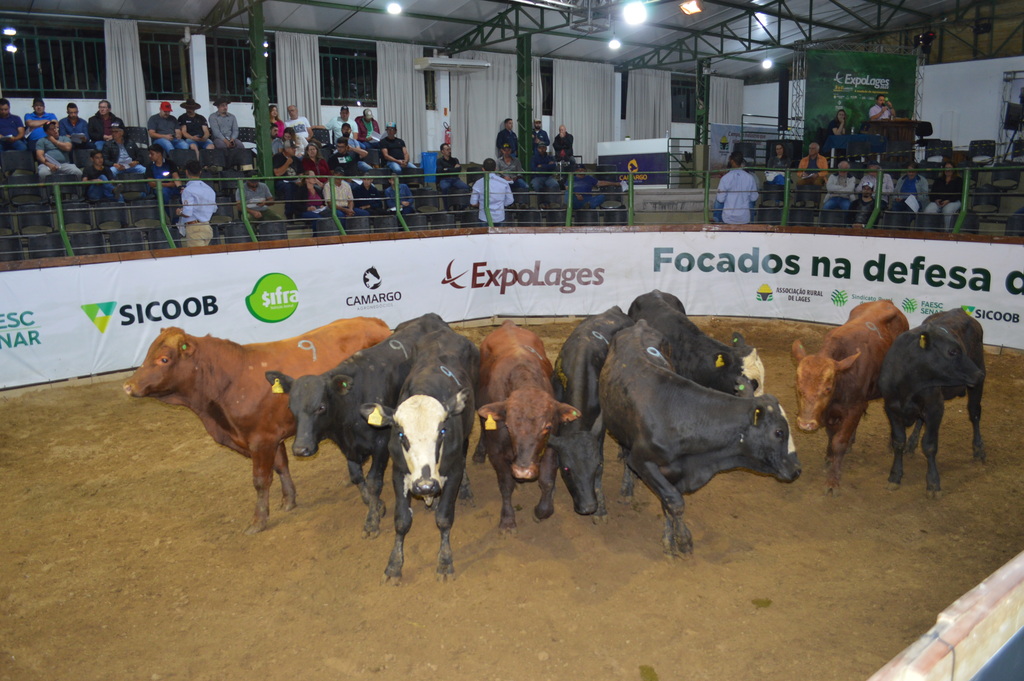 Alto padrão genético dos animais marcou o último leilão do ano em Lages