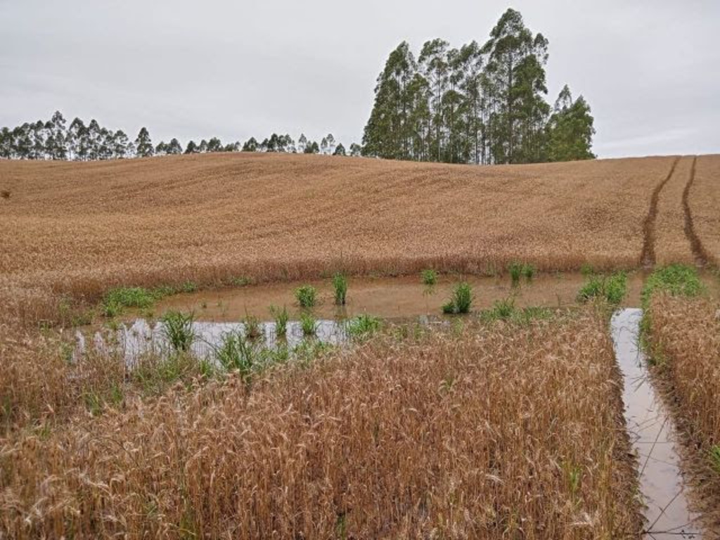 Foto: Divulgação / Epagri - 