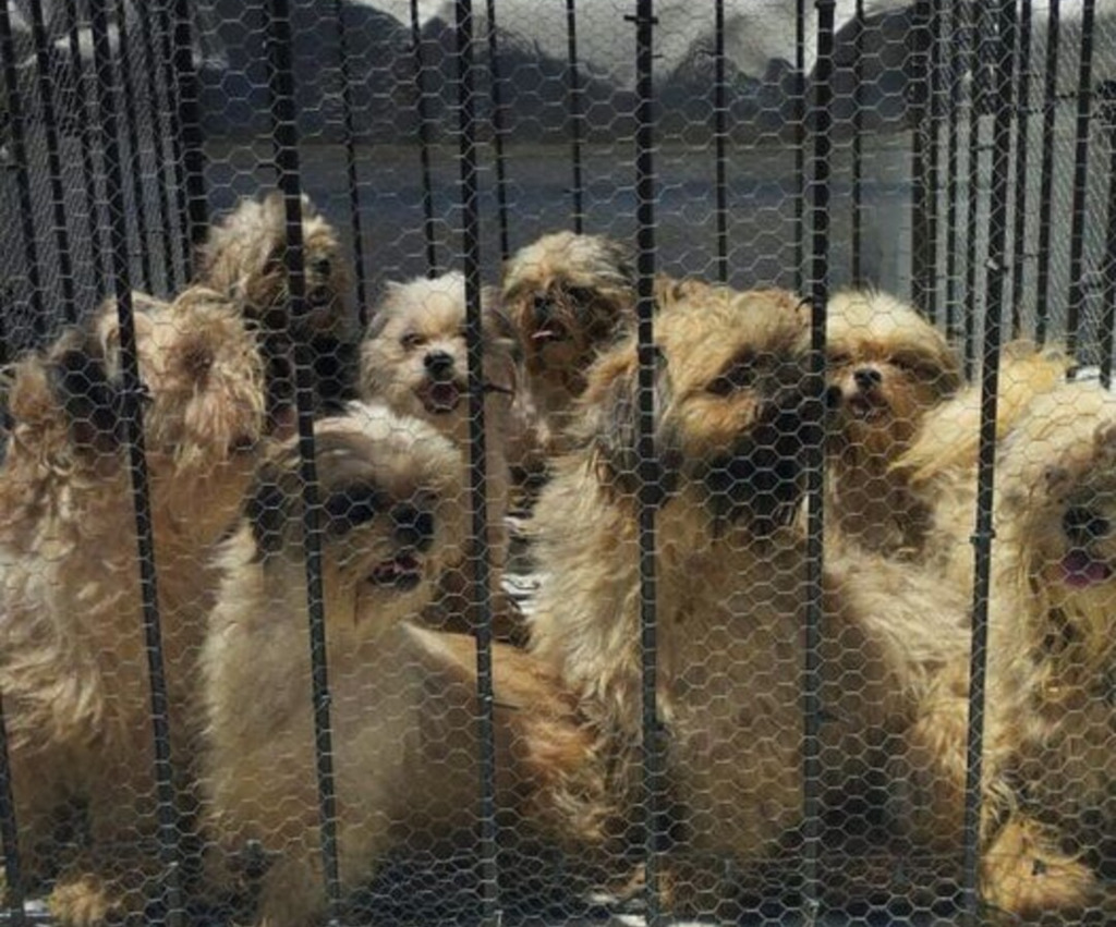 Ação resgata 85 cães em situação de maus tratos