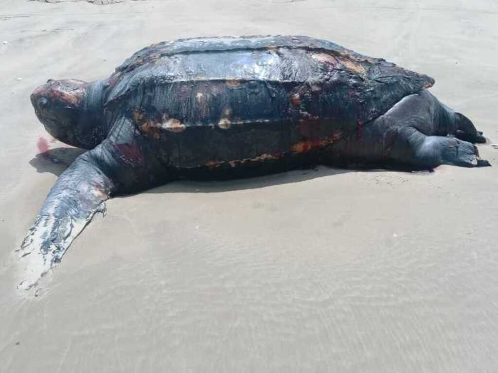 Animais são encontrados mortos no litoral