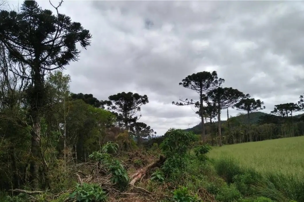 Desmatamento na Mata Atlântica cai 59% no acumulado do ano até agosto