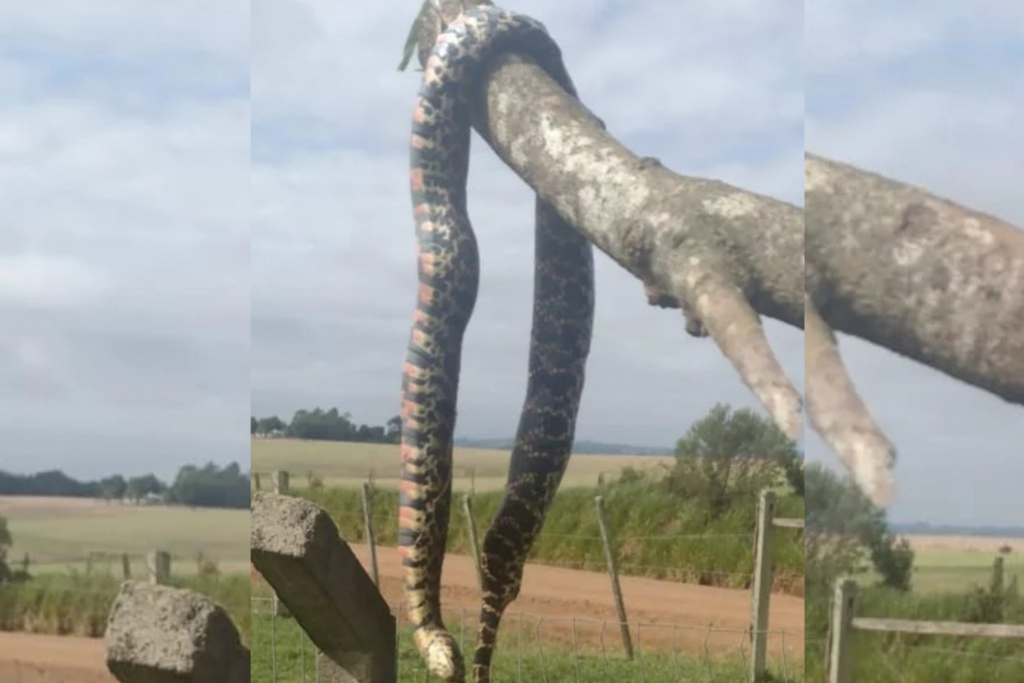 Cobra é encontrada no interior de Restinga Sêca e impressiona moradores