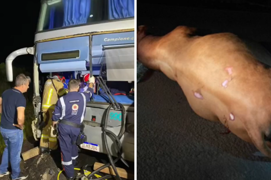 Ônibus de excursão colide contra touro na BR-287, em Santiago na noite deste sábado; animal morreu na hora