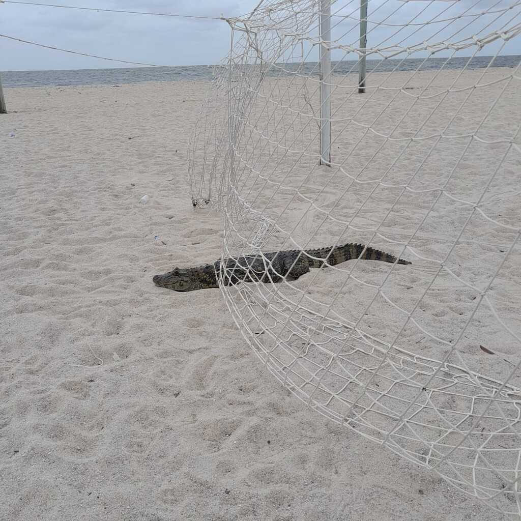 Foto: Divulgação - DP - Animal estava preso na rede de uma goleira de futebol na beira da praia
