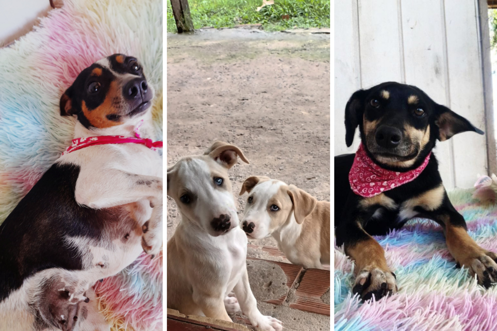 Associação Somos Pet promove campanha de apadrinhamento de cachorros em dezembro