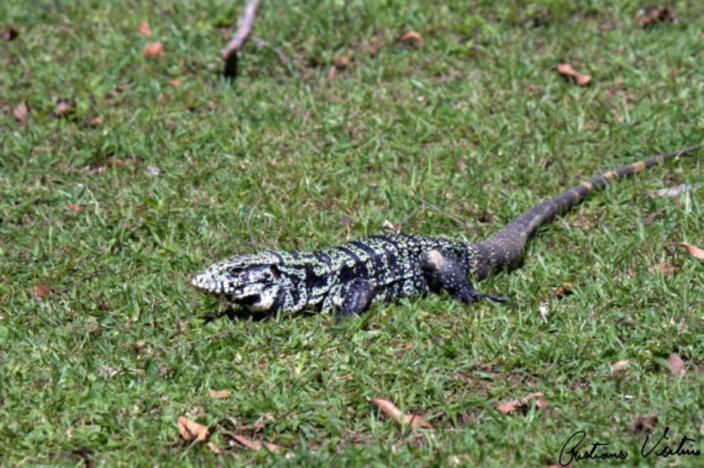 Corpo de Bombeiros realiza captura de lagarto em residência de Vila Alvorada