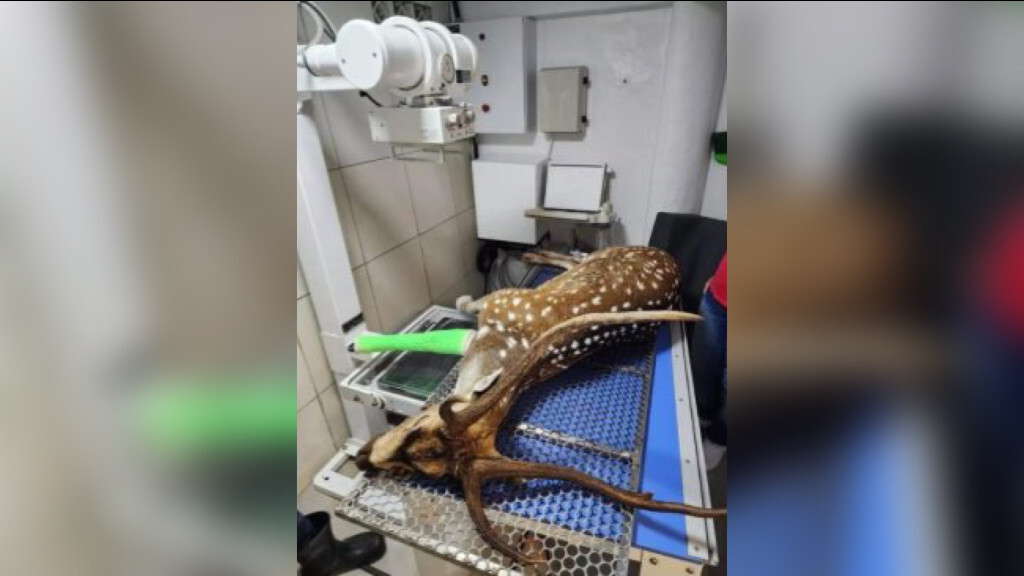 Cervo exótico encontrado no Alto Vale morre após tratamento