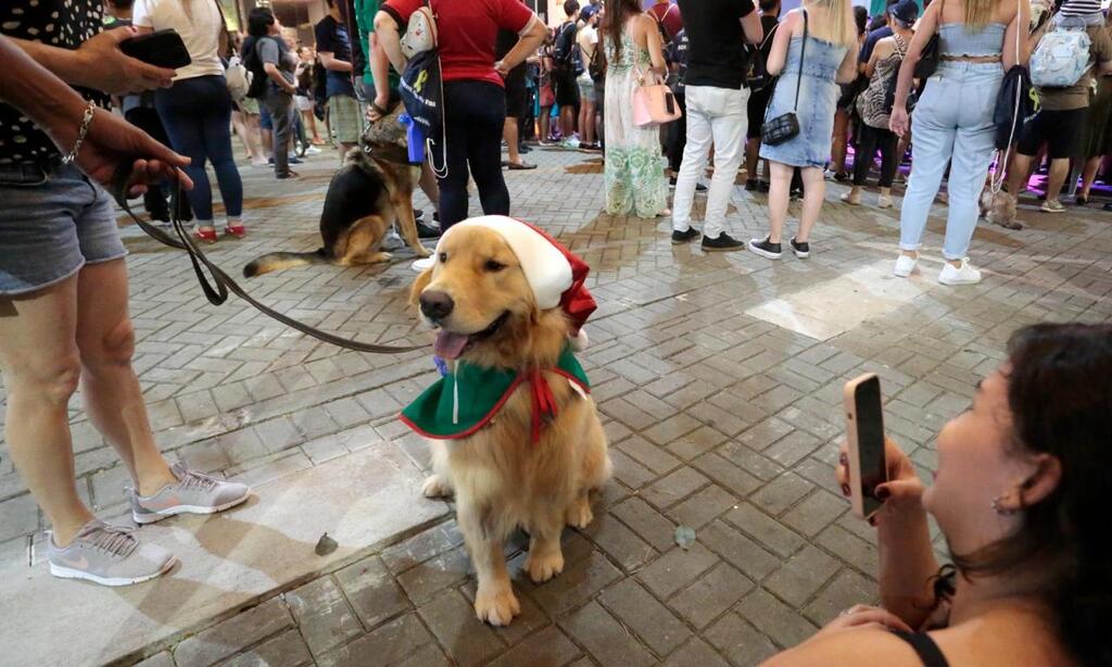 Em clima de Natal, animais de estimação desfilam por Joinville