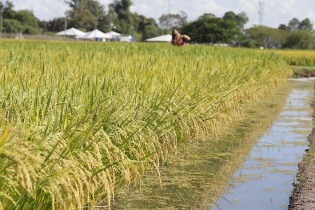 Uruguaiana aparece em sétimo lugar no segmento da Agropecuária