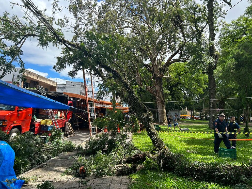 Galho de árvore cai no Parque Dom Antônio Zattera