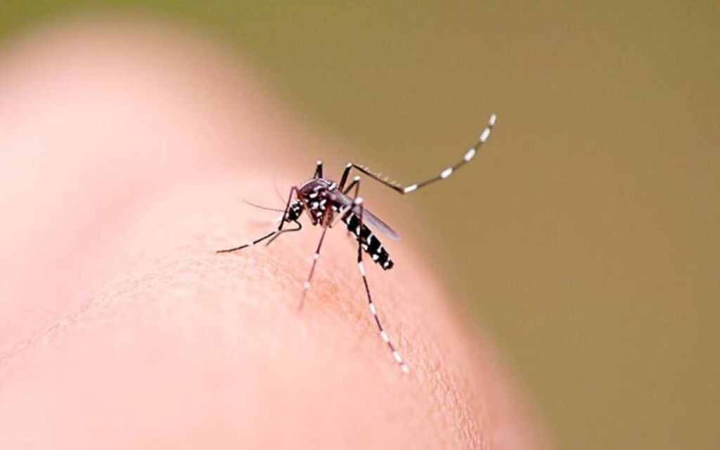 Governo do Estado repassa R$ 5 milhões aos municípios catarinenses para o combate do Aedes aegypti