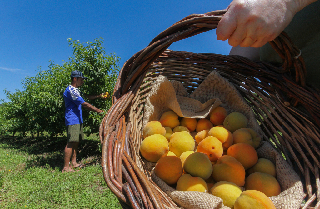 Foto: Jô Folha - DP - Prazo para adquirir a fruta foi estendido