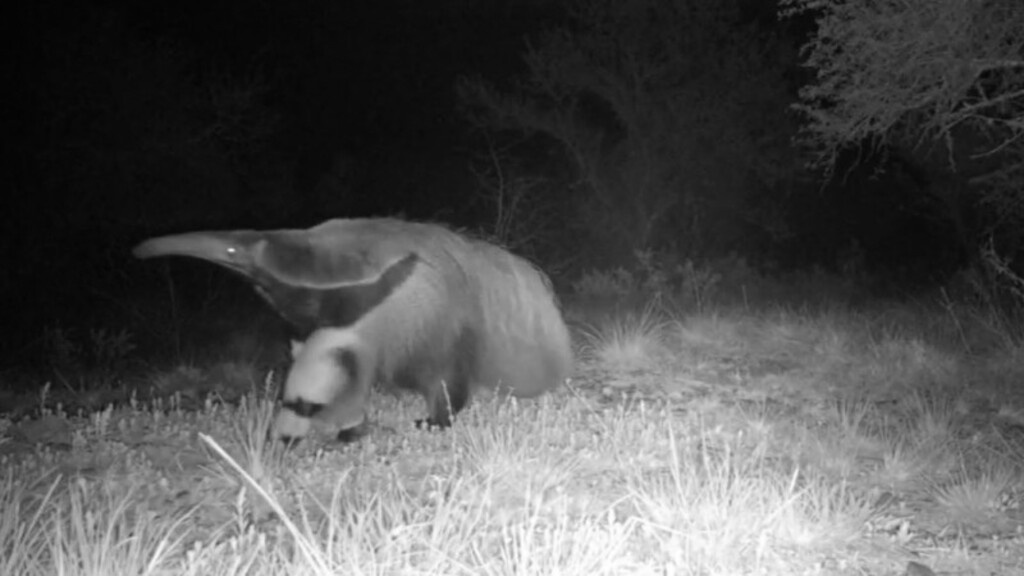 Espécie de tamanduá considerada extinta no Estado é registrada em Unidade de Conservação