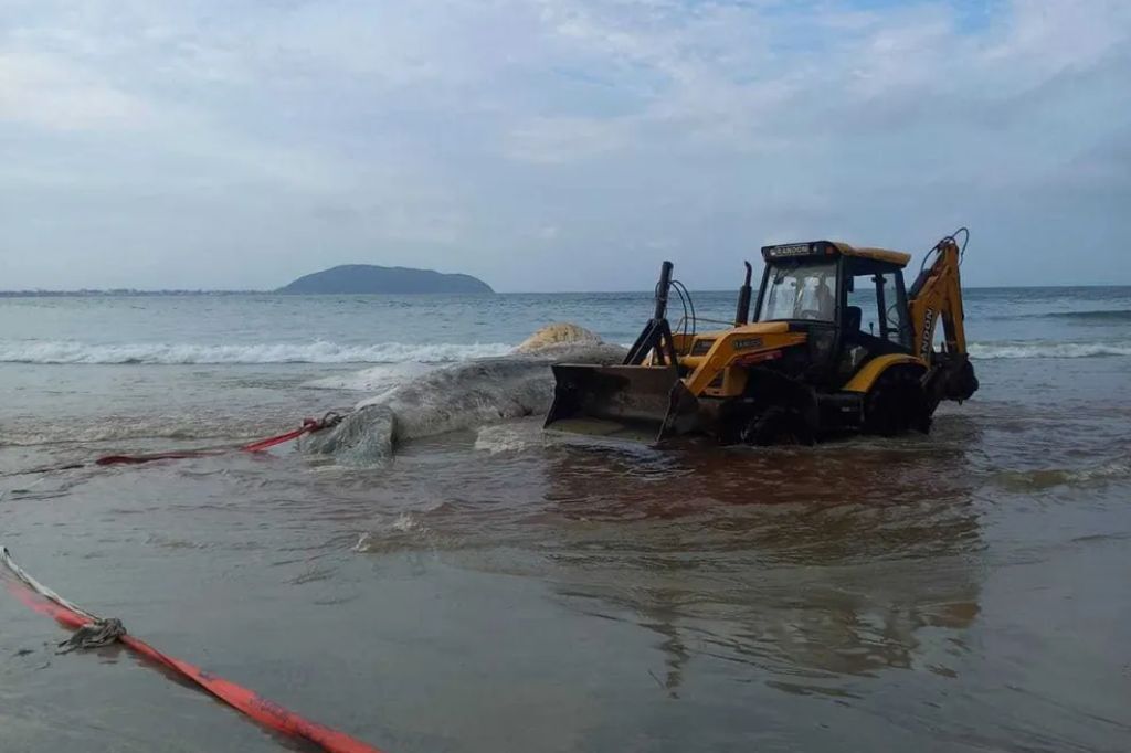  - Baleia sendo retirada após encalhe na praia de São Francisco do Sul (SC) — Foto: Divulgação