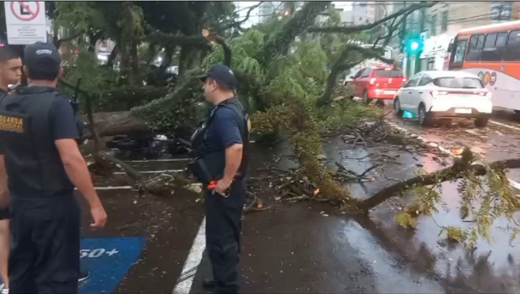 VÍDEO: temporal derruba árvore e enfeites de Natal na Avenida Rio Branco em Santa Maria