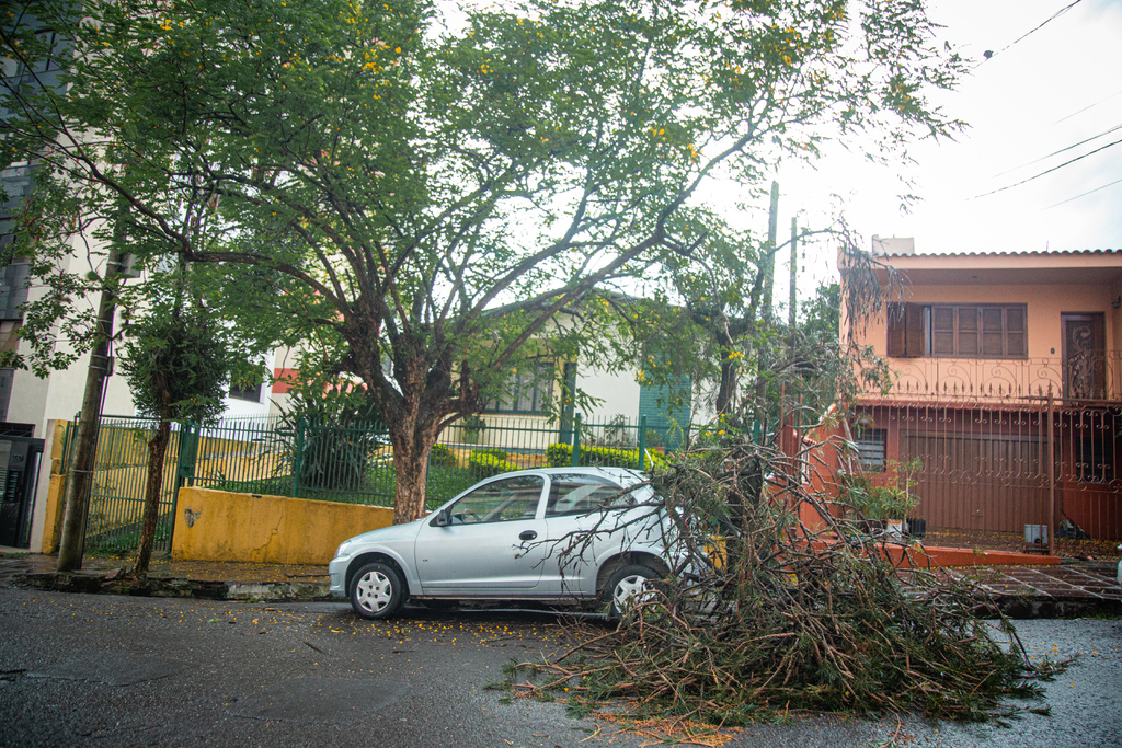 título imagem Cerca de 30 árvores foram derrubadas em Santa Maria pelo temporal de sexta-feira; confira todas as ocorrências registradas