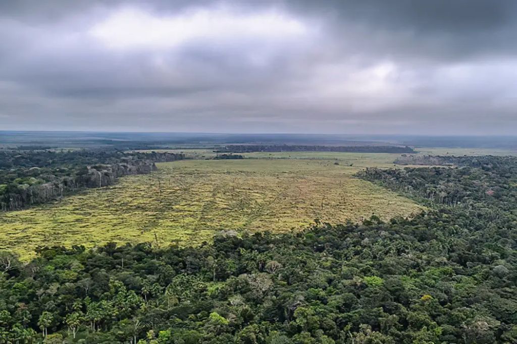 Desmatamento na Amazônia registra maior queda do ano em novembro