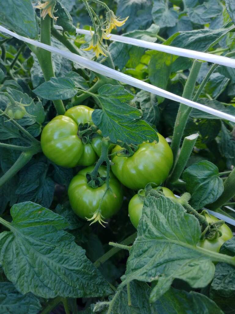 Clima adverso prejudica a produção de tomates no interior de Pelotas