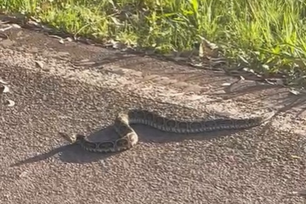 VÍDEO: cobra venenosa é vista circulando em avenida de Santa Maria