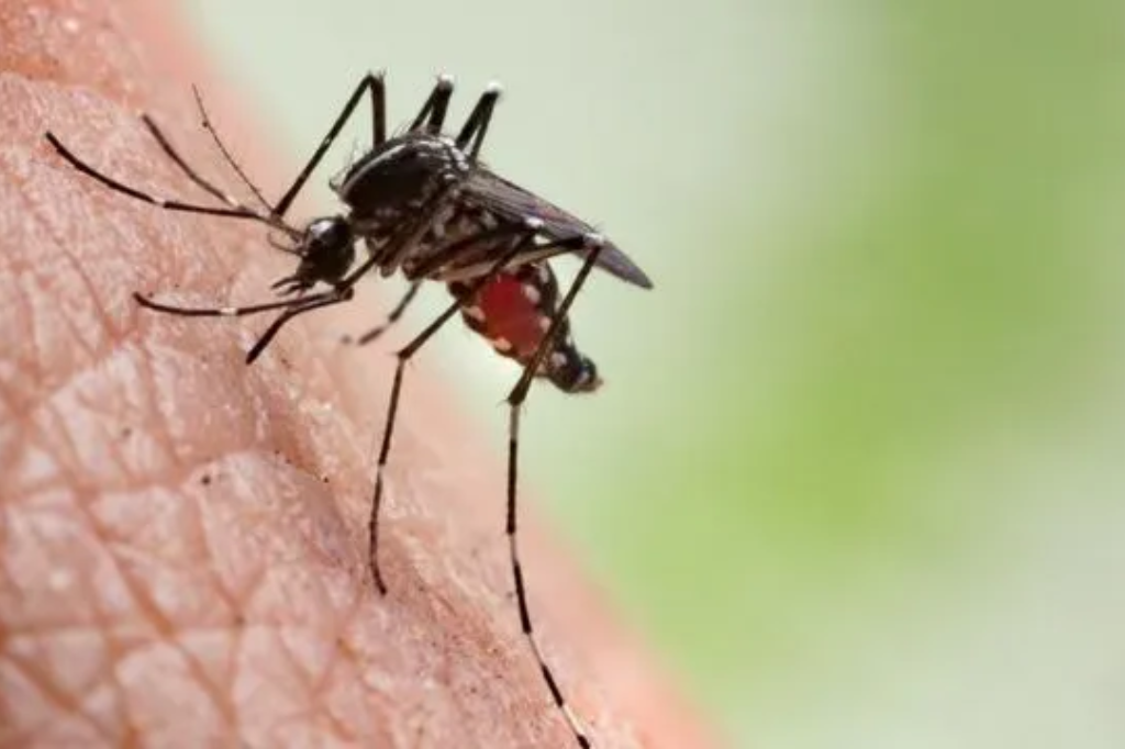 Cidade da Grande Florianópolis confirma 1º caso de chikungunya; SC somou 53 casos em 2023