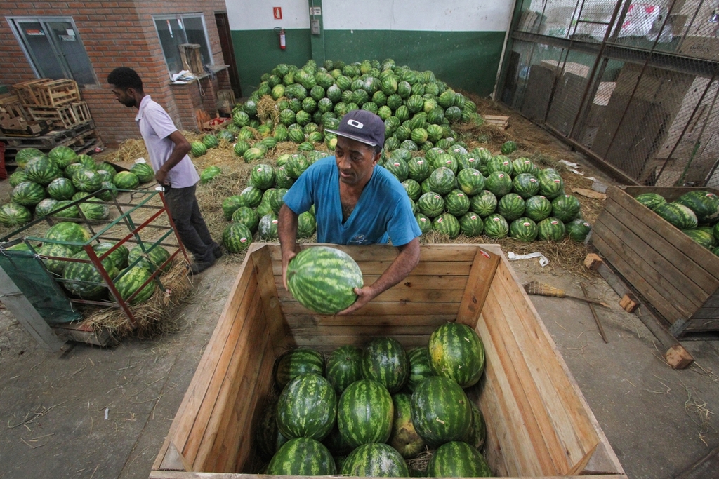 Foto: Jô Folha - DP - Colheita na região deve ter início no prazo máximo de 15 dias, quando começa a ser ofertada a fruta local