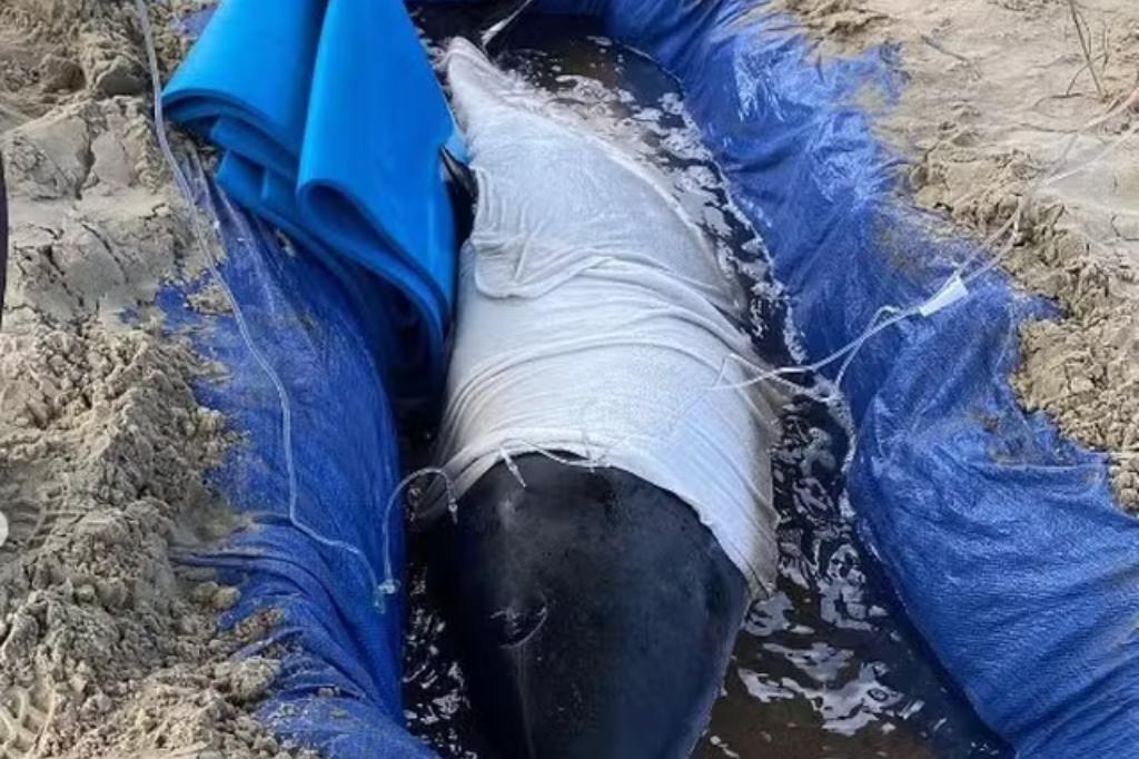 Golfinho de 150 kg é colocado em 'piscina improvisada' na Praia da Vila, em Imbituba