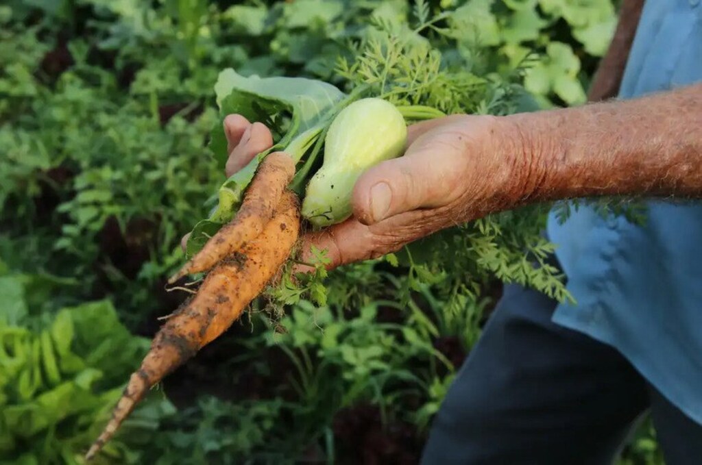 Primeiro projeto de 2024 garante alimentos da agricultura familiar na merenda escolar