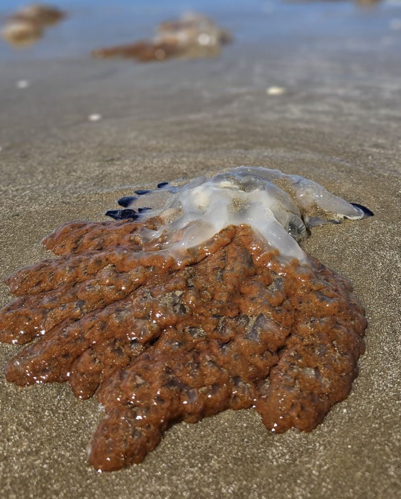 Mais de 36 mil águas-vivas são encontradas na orla do Cassino