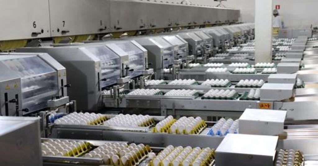 Exportações de ovos quase triplicam em 2023 e grupo de SC é um dos líderes