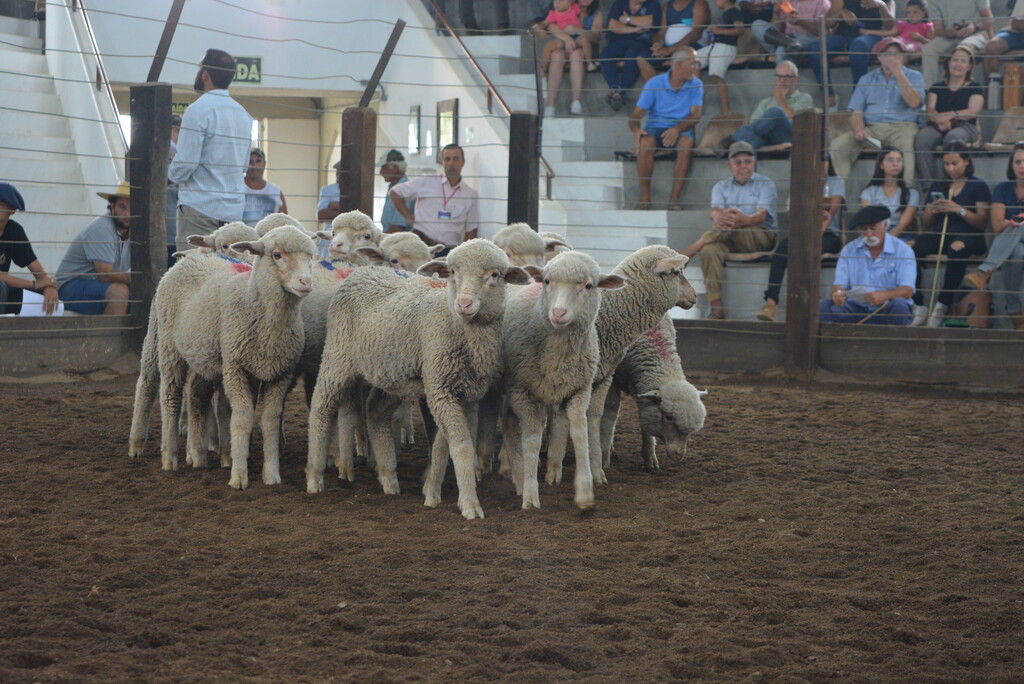 Foto: Gislene Farion - Ascom Feovelha - DP - Uma das feiras mais tradicionais do Estado apresenta grande oferta de ovinos de genética de qualidade