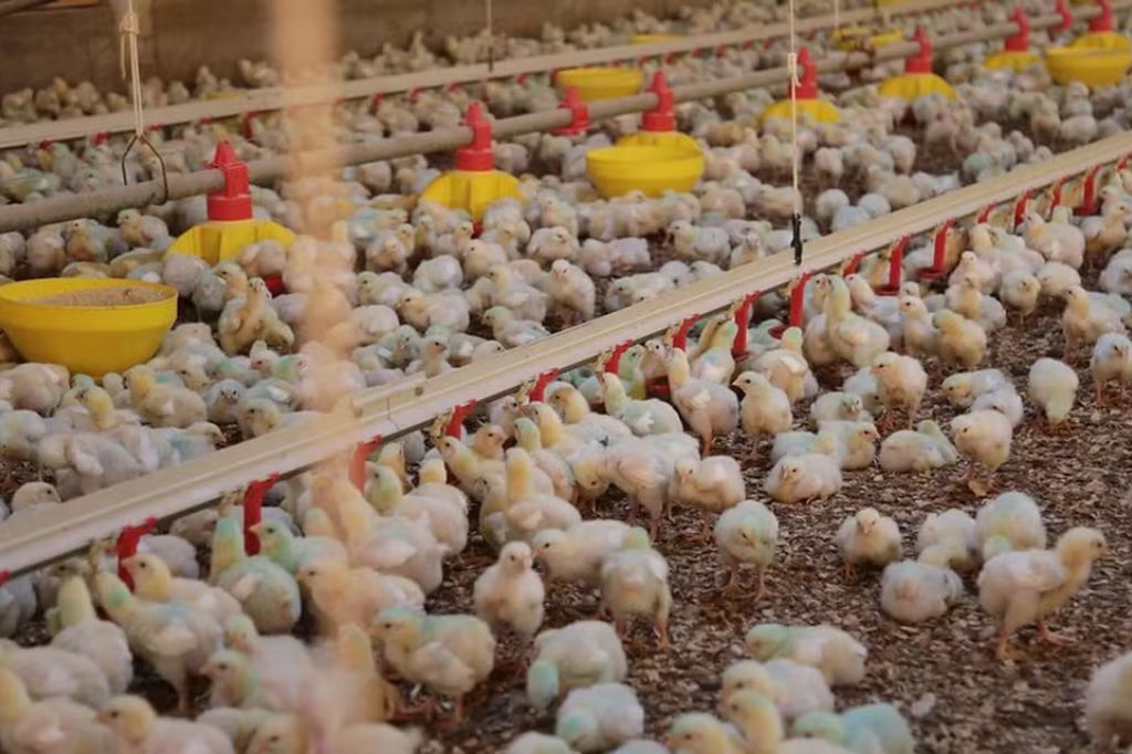  - Produção de frango em Santa Catarina — Foto: Cristiano Estrela/Arquivo/Secom