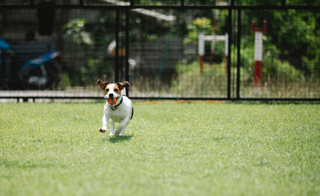 Seis perguntas para se fazer antes de levar o pet em viagens