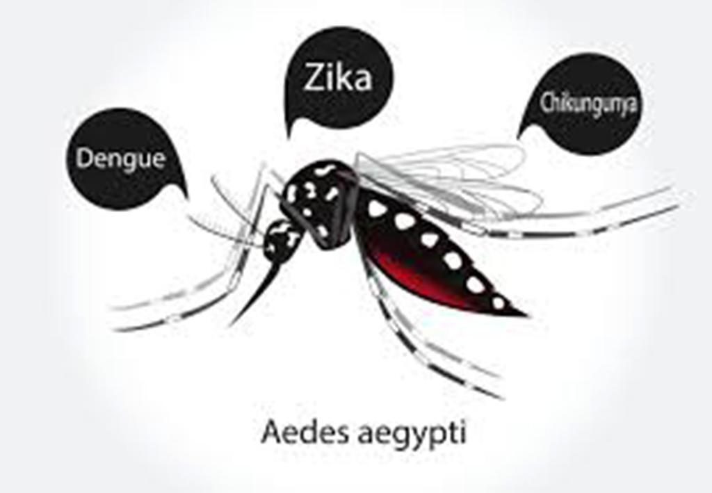 COMEÇOU O PRIMEIRO LEVANTAMENTO DE ÍNDICE RÁPIDO PARA O AEDES AEGYPTI (LIRAA) DE 2024 EM TORRES