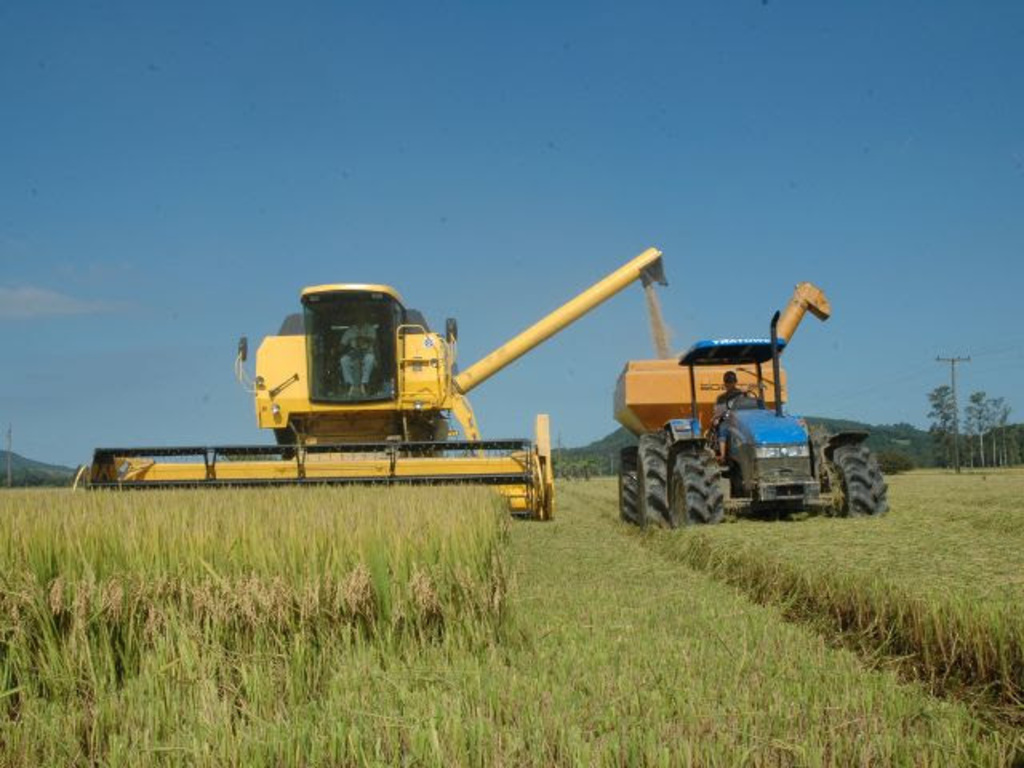 Abertura oficial da colheita do arroz de SC acontece nesta quinta-feira em Massaranduba